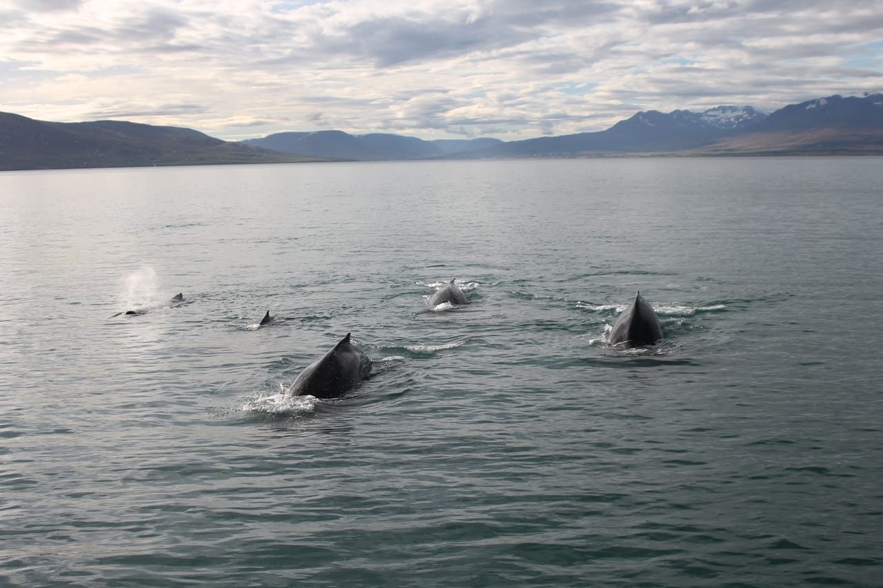 Express Whale Watching 8