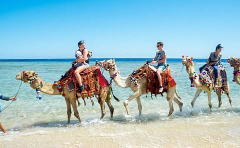 Camel Riding Tour Along Hurghada's Beaches or Desert