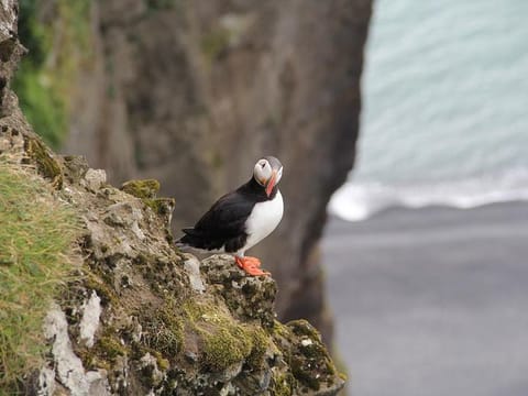 Puffin at the Black Sand Beach