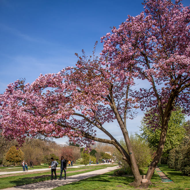 Stroll in the Jardin des Plantes (Botanical Garden) 9
