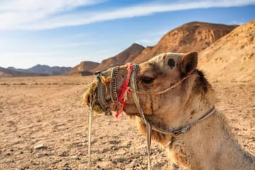 Desert Stargazing and Camel Ride in Marsa Alam, Egypt