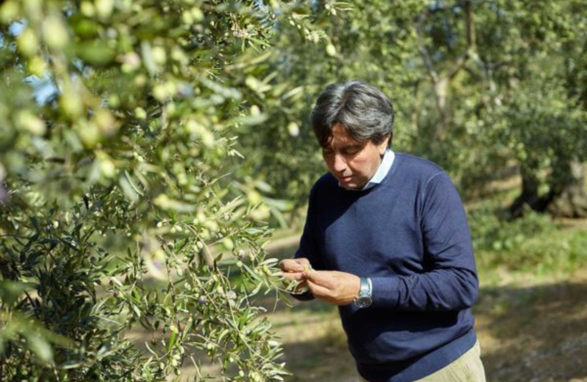 Olive Oil Mill Tour with Tasting near Molfetta & Bari