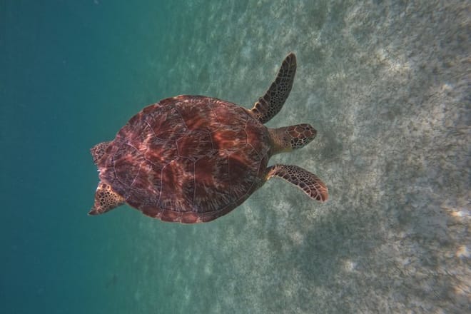 Santuario de tortugas Akumal Snorkel Experiencia marina