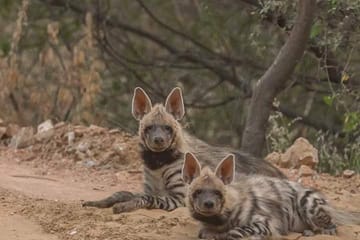Jaipur half day Jhalana Leopard Safari