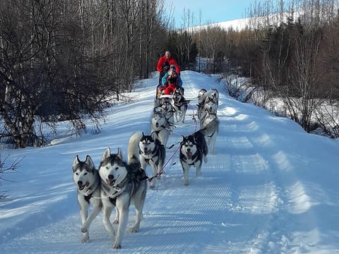 Dog Sledding in Akureyri, photo 4