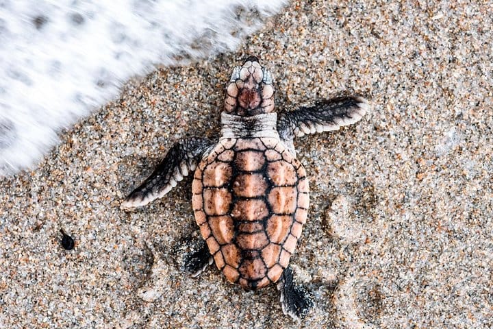 Highlights Of Sri Lanka | 5 Nights 6 Days