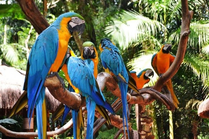 Bird Park