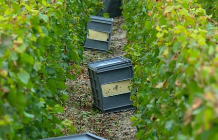Champagne Tasting Day Trip from Paris to Premier Producers
