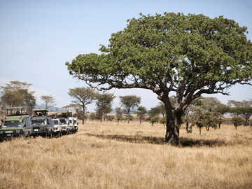 5-Day Safari Adventure in Serengeti National Park, Tanzania