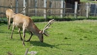 Day trip to the Bison Reserve & Traditional Cuisine Experience 7