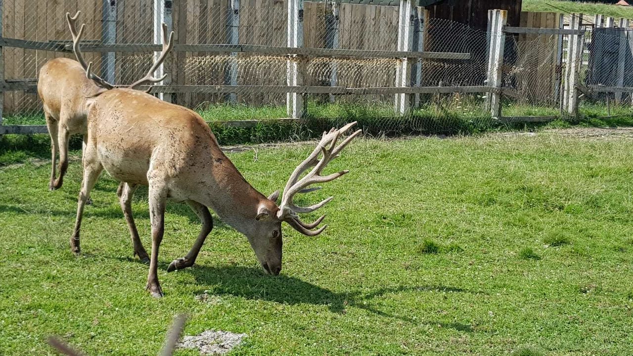 Day trip to the Bison Reserve & Traditional Cuisine Experience 7