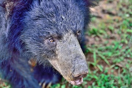 Yala National Park Safari from Galle