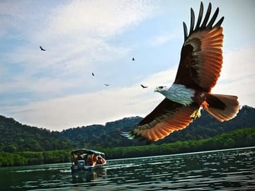 Eagle Feeding