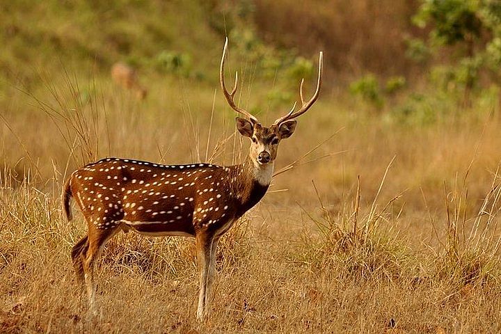 Koshi Tappu Wildlife Adventure: Bird Watching, Safari & Rafting Tour