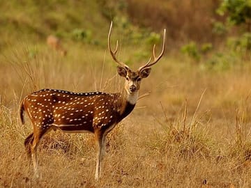 Koshi Tappu Wildlife Reserve Tour from Kathmandu: 3 Days