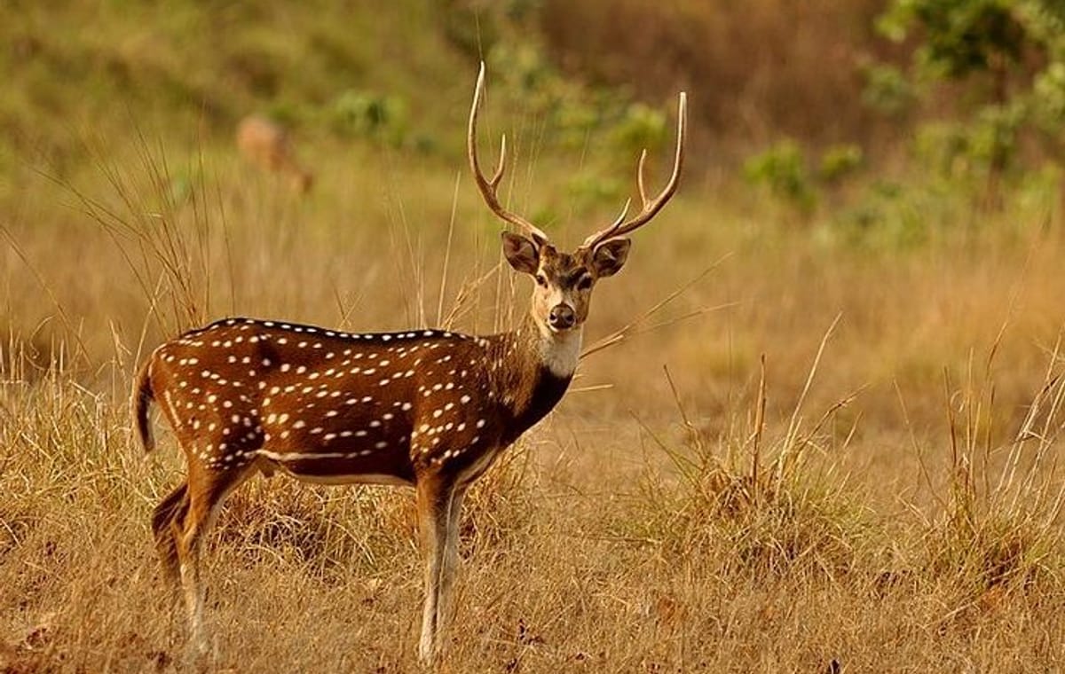 3 Days Koshi Tappu Wildlife Reserve Tour from Kathmandu