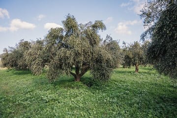 Winery and Olive Mill Tour with Kournas Lake Visit in Crete