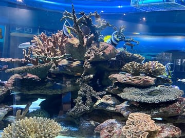 Robben Island and Two Oceans Aquarium Tour in Cape Town
