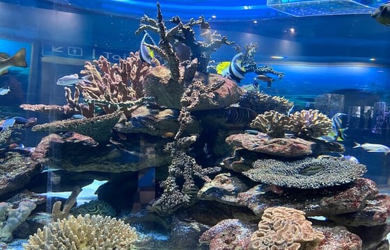 Robben Island & Aquarium Tour – Tickets & Transfers Included