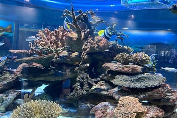 Robben Island and Two Oceans Aquarium Tour in Cape Town