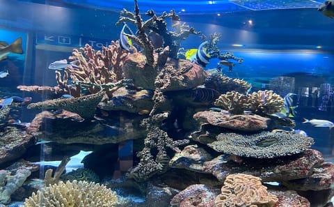 Robben Island and Two Oceans Aquarium Tour in Cape Town