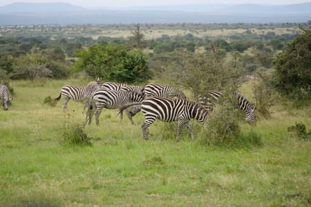 Nairobi City Walking Tour with Wildlife Safari and Lunch at Carnivore