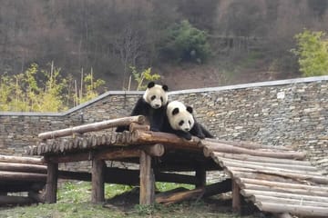 Private Day Tour to Wolong Panda Base from Chengdu
