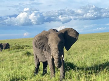 6 DAYS 5 NIGHTS MAASAI MARA,LAKE NAKURU AND AMBOSELI GROUP JOINING SAFARI