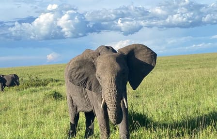 6 DAYS 5 NIGHTS MAASAI MARA,LAKE NAKURU AND AMBOSELI GROUP JOINING SAFARI