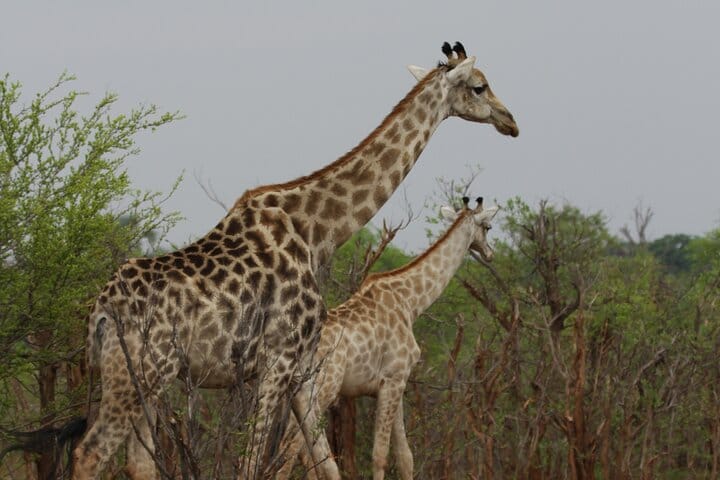15 minutes scenic helicopter flight above Victoria Falls-Zimbabwe