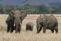 1-Day Maasai Mara Fly In Safari - Daily Departure 4
