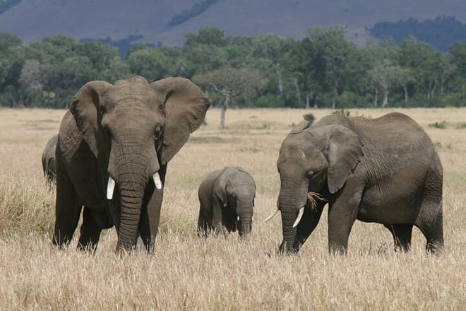 1-Day Maasai Mara Fly In Safari - Daily Departure 4