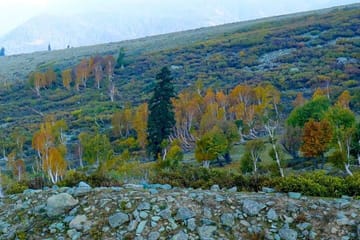 Gulmarg Adventure: A Thrilling Day Trip from Srinagar