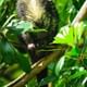 Mexican hair Porcupin Cloud Forest hanging Bridges tour