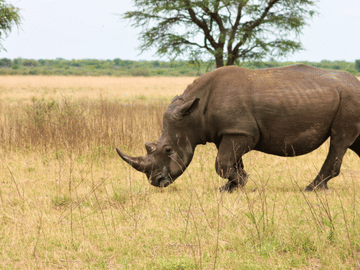5-Day Safari Adventure in Serengeti National Park, Tanzania
