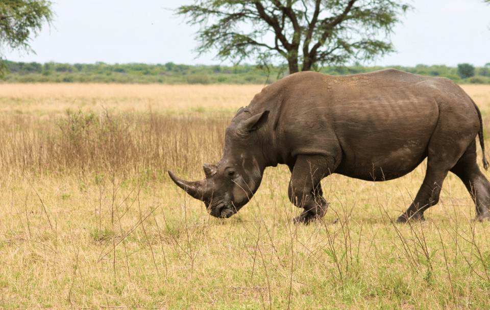 5-Day Safari Adventure in Serengeti National Park, Tanzania