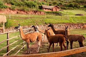 Sacred Valley Tour: Pisaq, Awanacancha & Ollantaytambo – Private Service