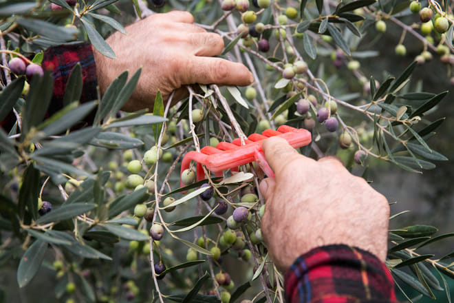 Visita l'azienda agricola Garra  degusta l'olio e i suoi prodotti photo 2