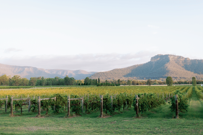 Private Hunter Valley Wine Tour from Palm Beach & Central Coast | Full Day Tour with 3 Tastings & Lunch - Photo 1
