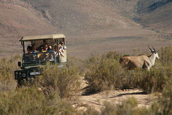 Open vehicle game drives offer close encounters with wildlife and stunning reserve vistas.