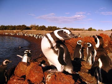 Punta Tumbo, where wide Patagonian landscape meets the ocean.