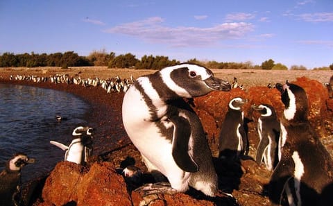 Punta Tombo Penguin Colony and Dolphin Watching Tour from Puerto Madryn