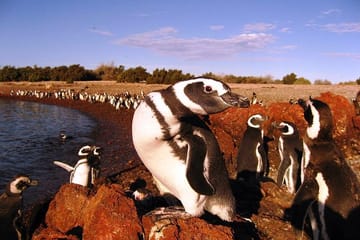 Punta Tombo Penguin Colony and Dolphin Watching Tour from Puerto Madryn