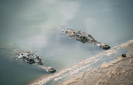 Mangrove Exploration Tour in Puerto Pizarro from Máncora
