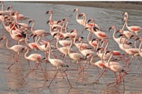 Lio Piccolo: Flamingos & Birdwatching Bike Tour in the Venetian Lagoon 1