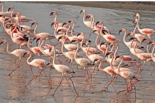 Lio Piccolo: Flamingos & Birdwatching Bike Tour in the Venetian Lagoon