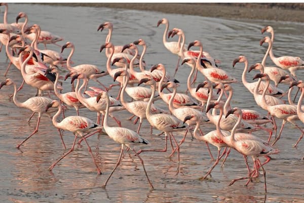 Lio Piccolo: Flamingos & Birdwatching Bike Tour in the Venetian Lagoon