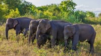  From Hikkaduwa: Udawalawe Safari Tour 7