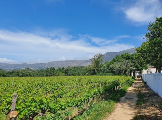CAPE TOWN  :FULL-DAY  WINE  TASTING TOUR WITH  WINE  TRAM - Photo 12