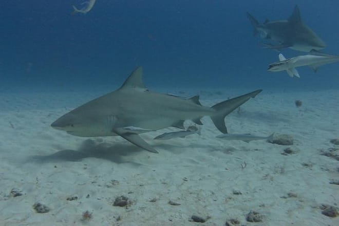 Bull Sharks Discovery Diving Tour from Cancun and Riviera Maya photo 2